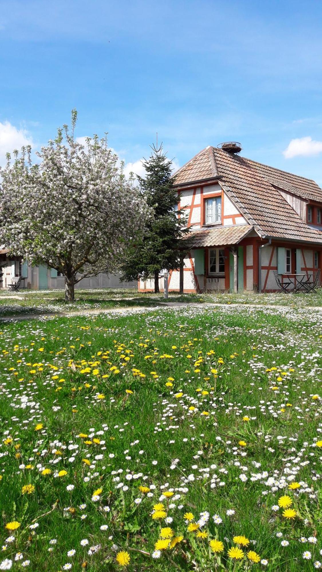 Les Loges De L'Ecomusee D'Alsace Ungersheim Eksteriør billede